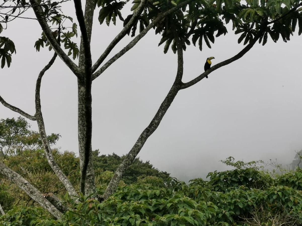 Cabañas el Bosque Turrialba Exterior foto